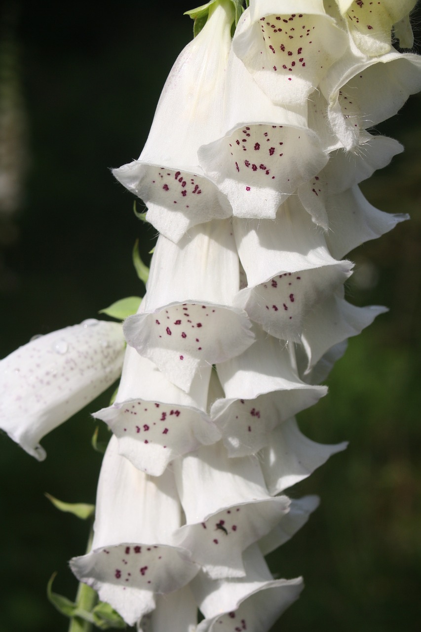 thimble flowers medicinal plant free photo