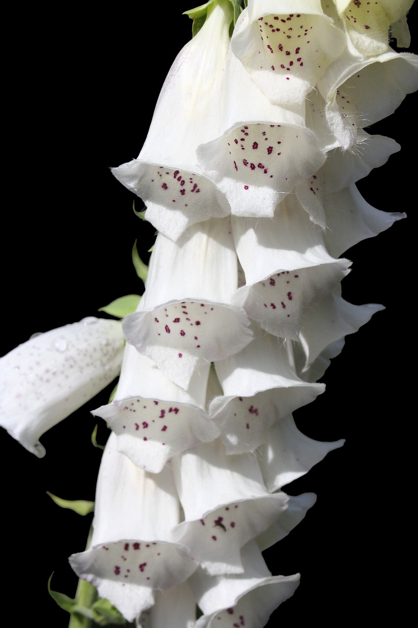 thimble flowers medicinal plant free photo