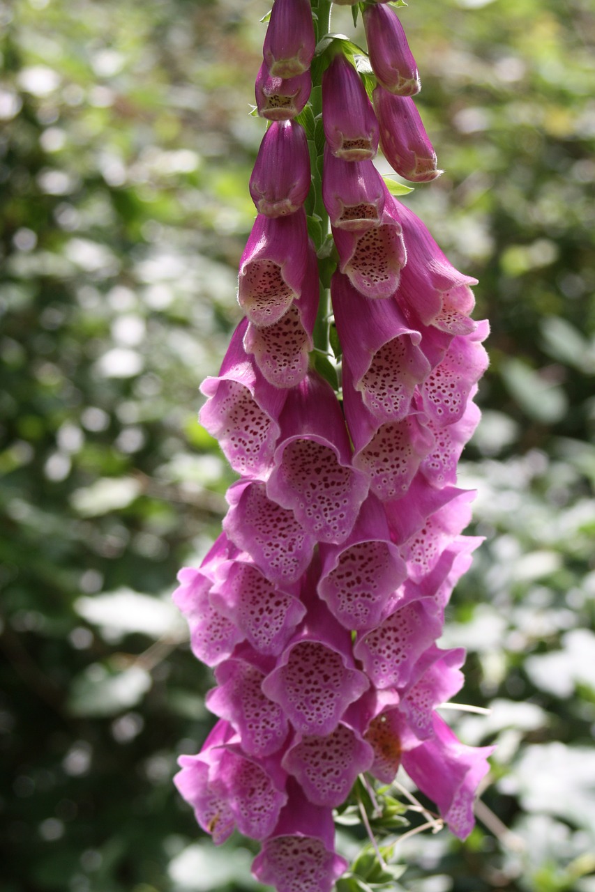 thimble red flowers free photo