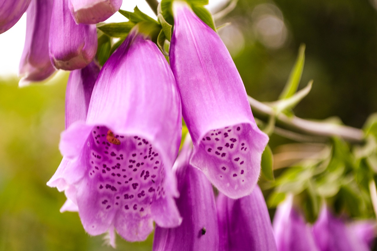 Цветок наперсток растение. Ядовитые фиолетовые цветы. Токсичные цветы. Токсик цветок.