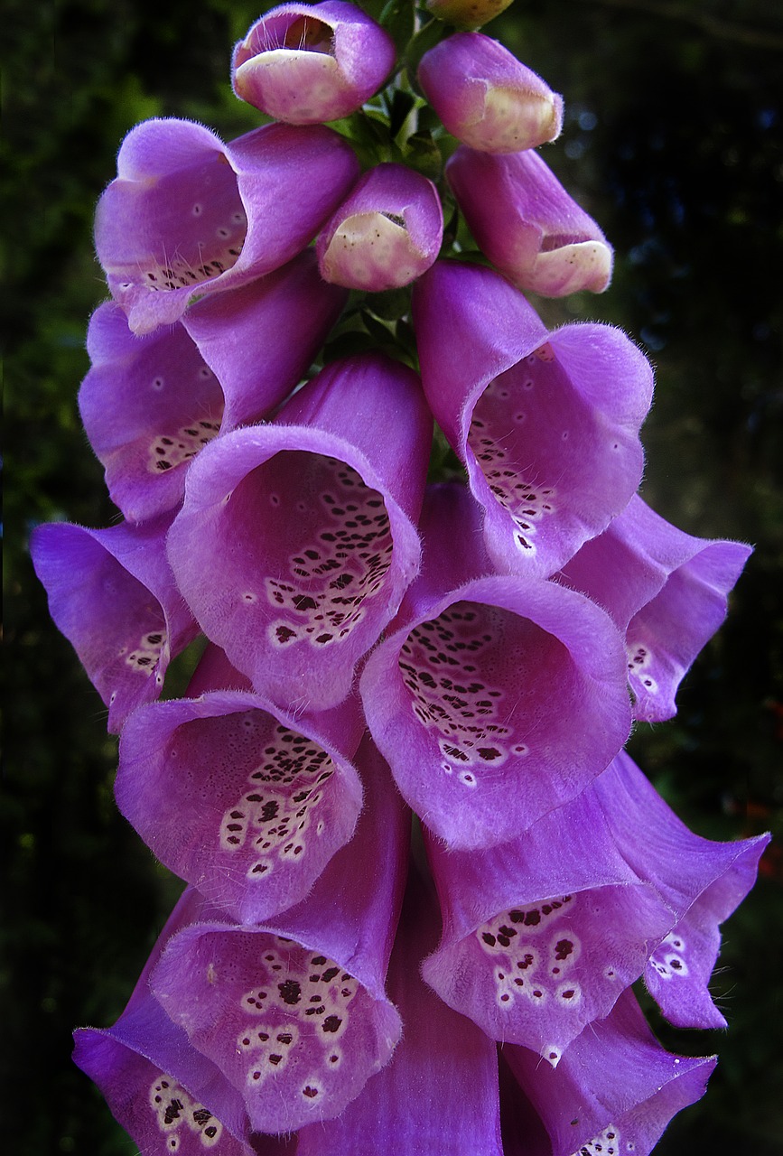 thimble common foxglove flowering plant free photo