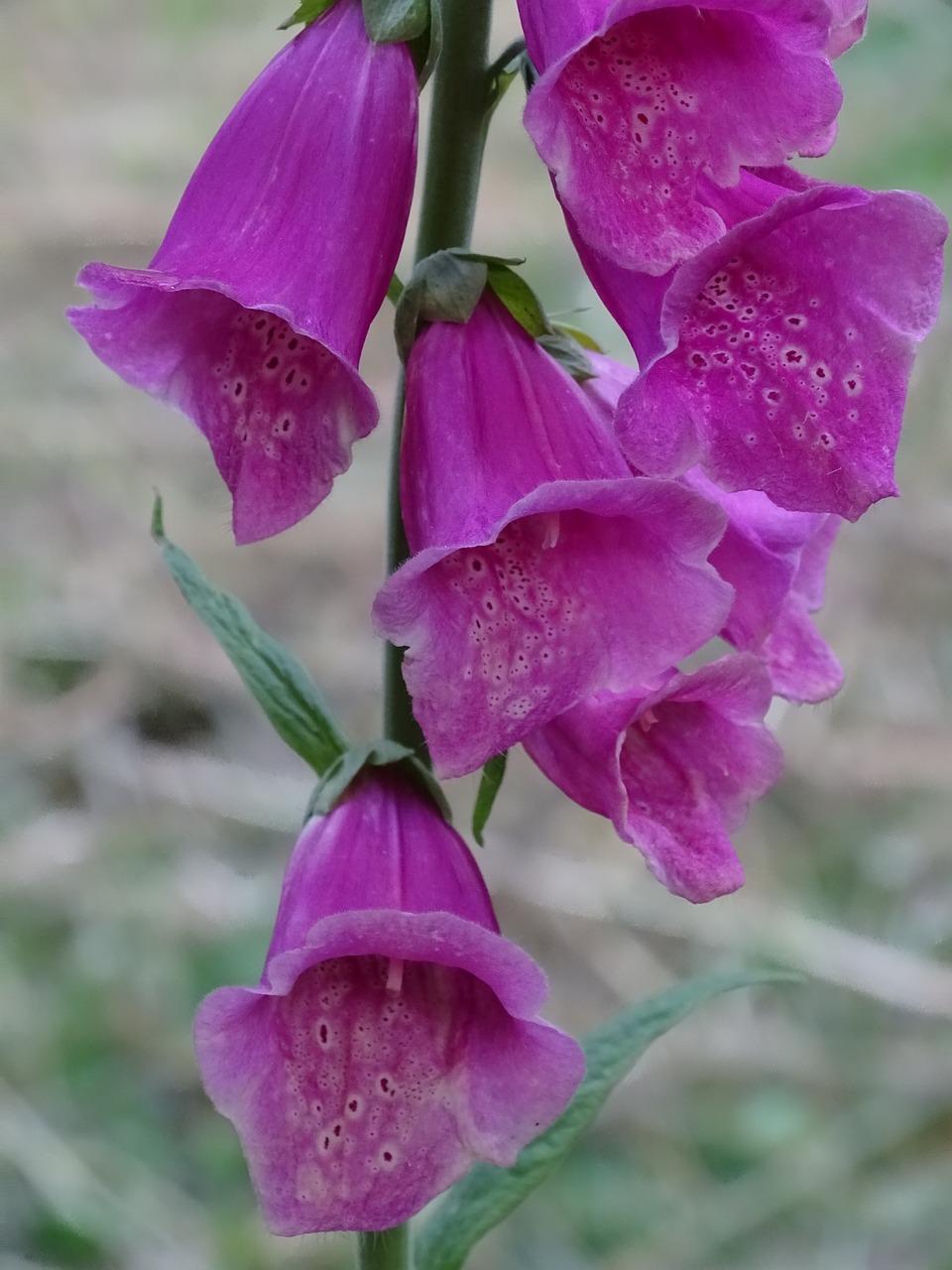 thimble  digitalis  digitalis purpurea free photo