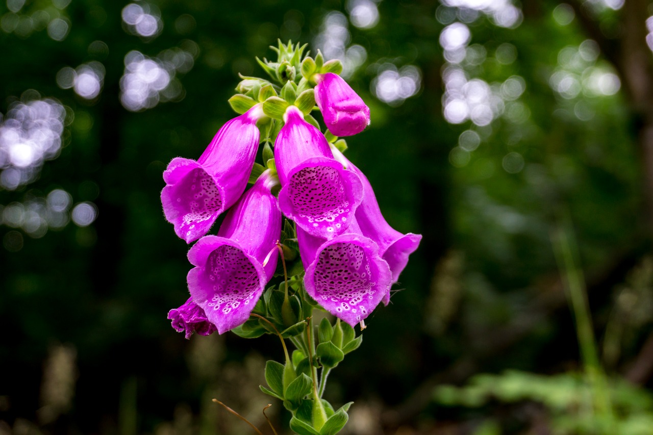 thimble  thimbles  flower free photo