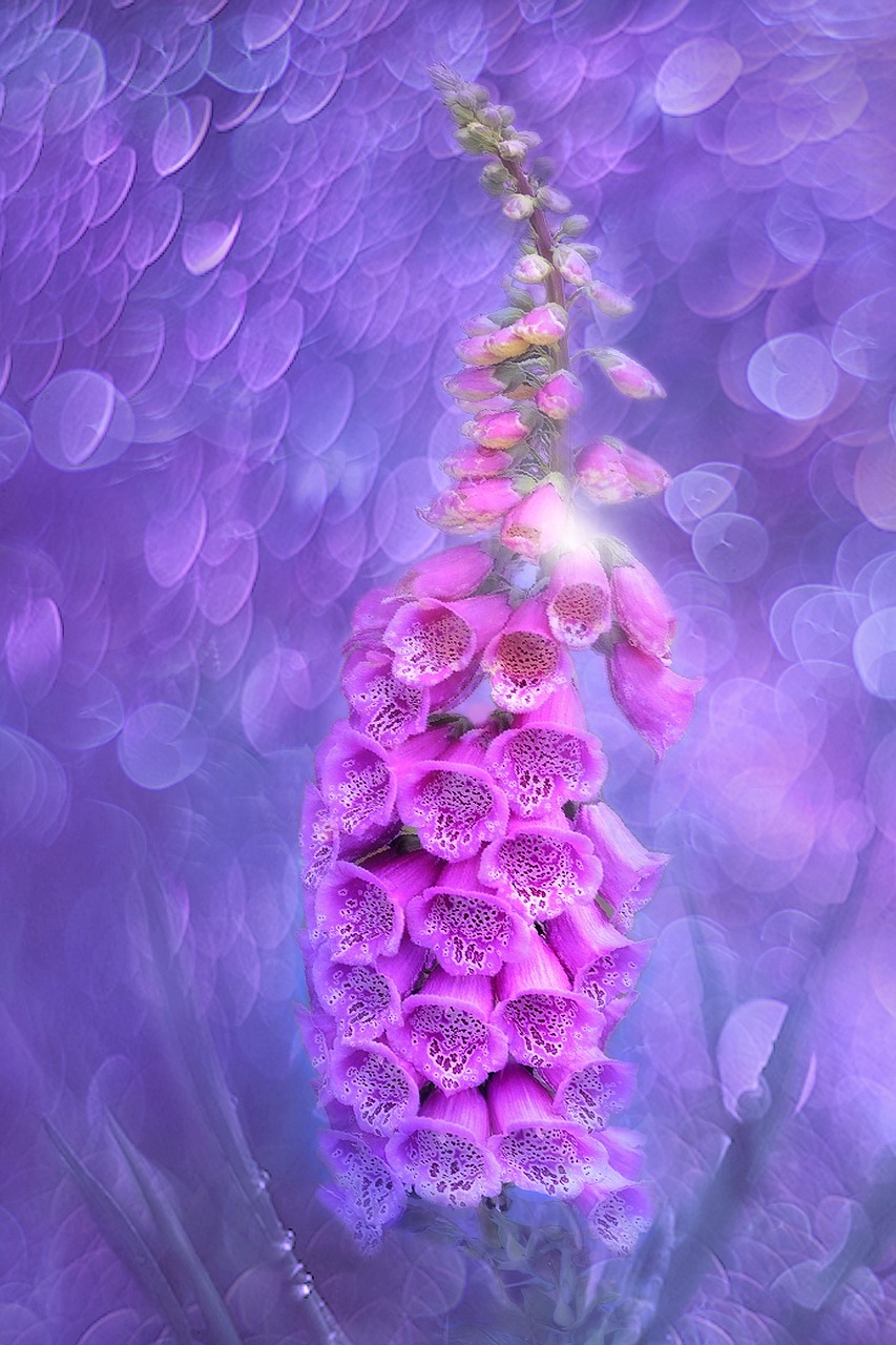 thimble  flower  nature free photo