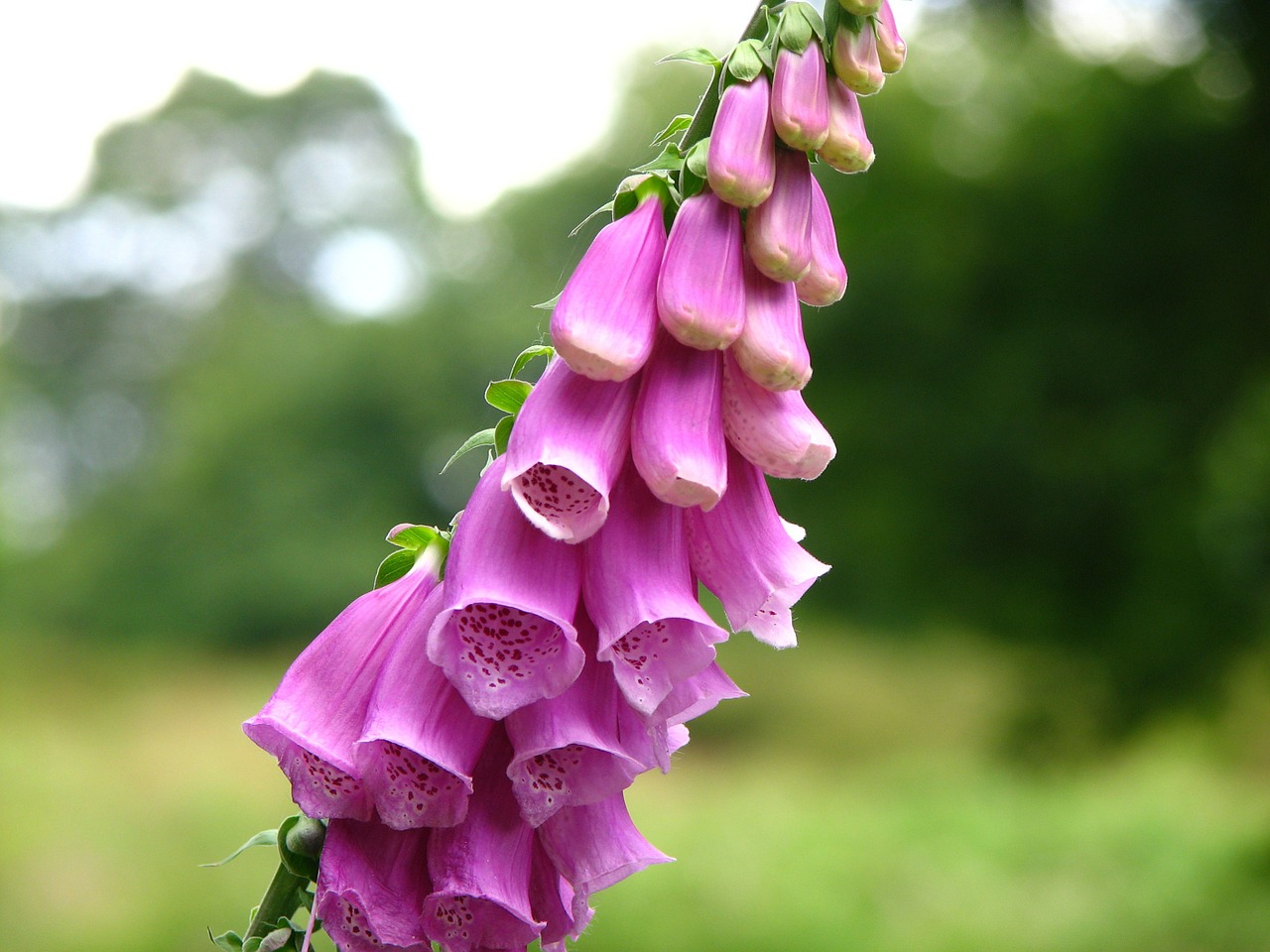 thimble bloom grow free photo