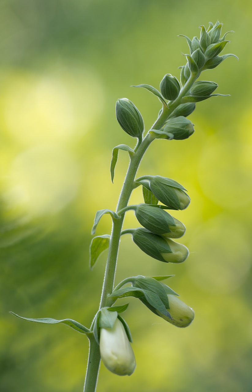 thimble bud garden free photo