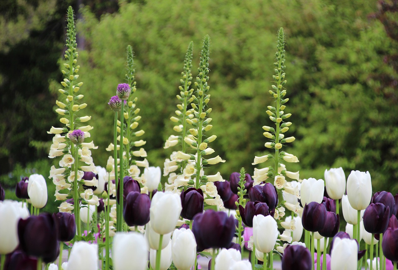 thimble  tulips  white free photo