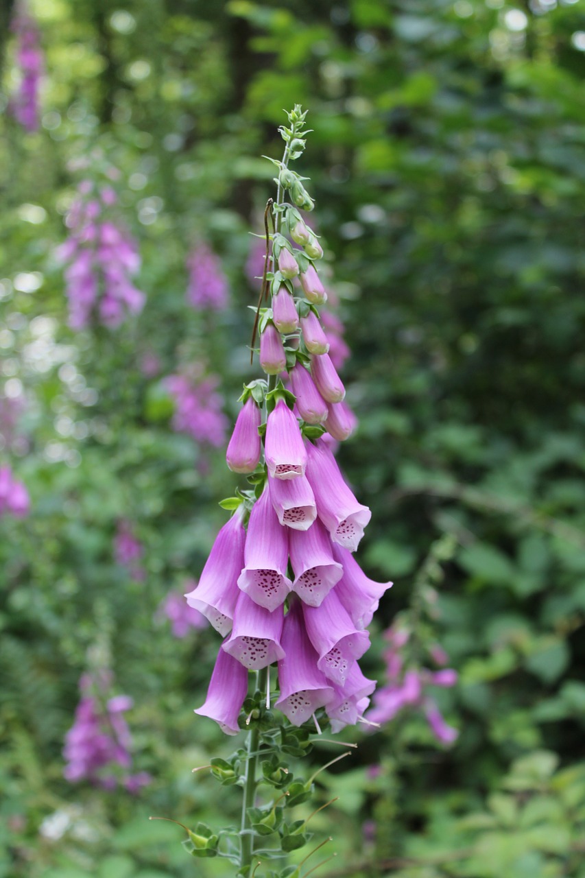 thimble purple flower free photo