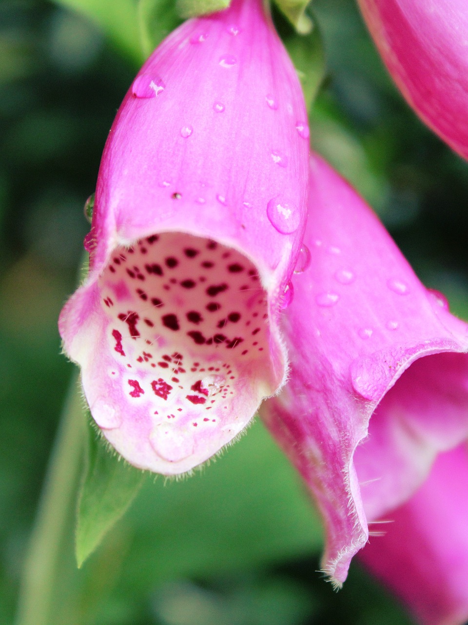 thimble flower toxic free photo