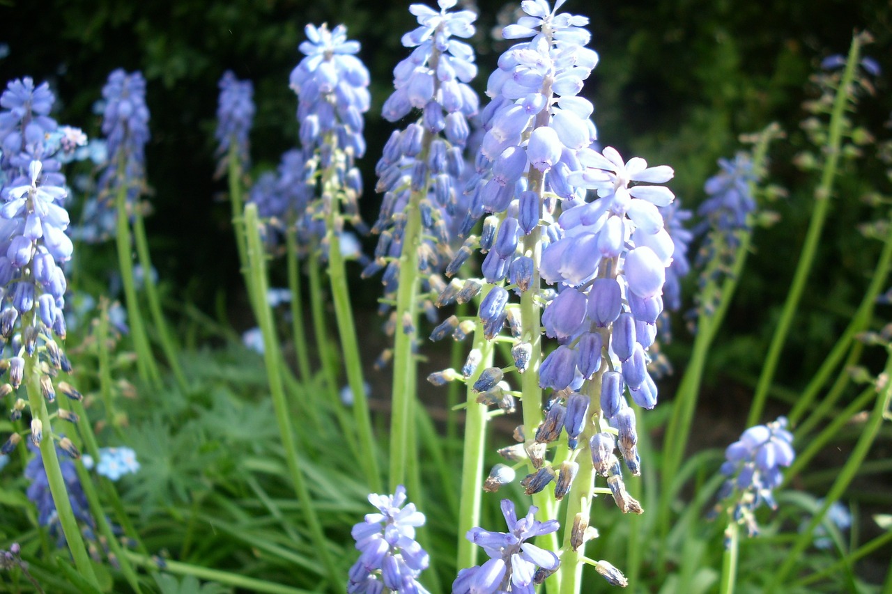 thimble purple flower free photo