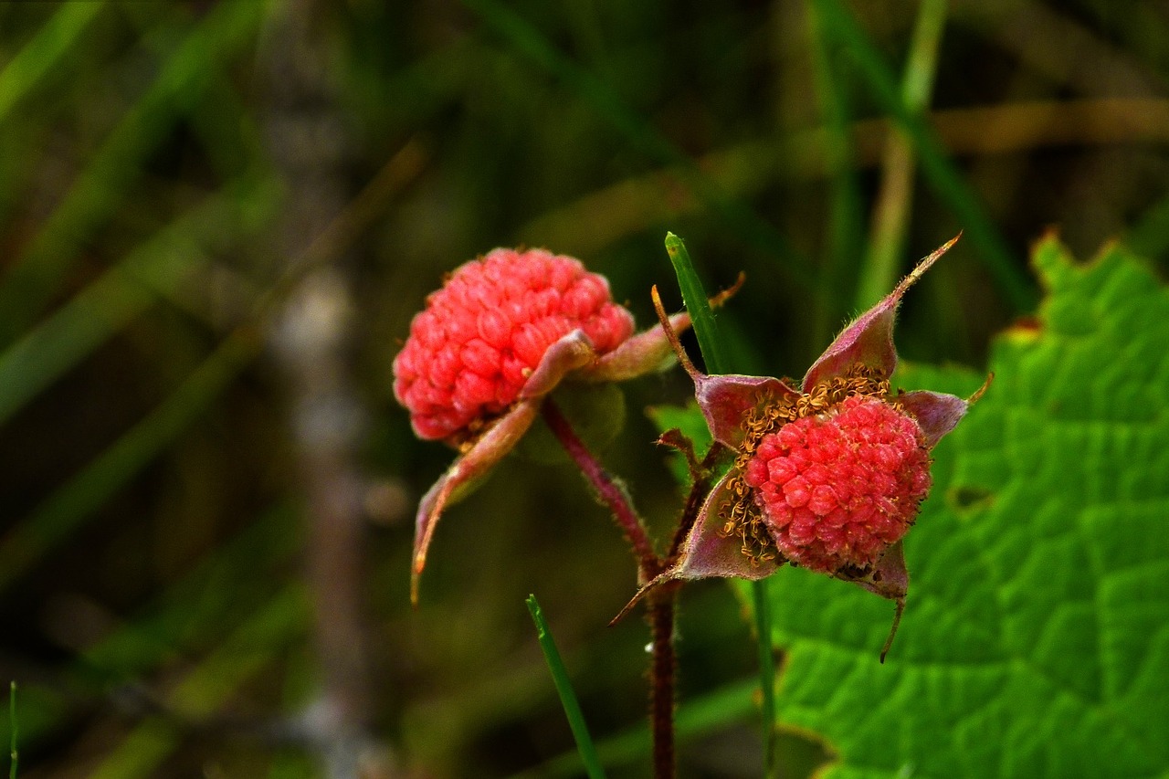 thimble berries forest nature free photo