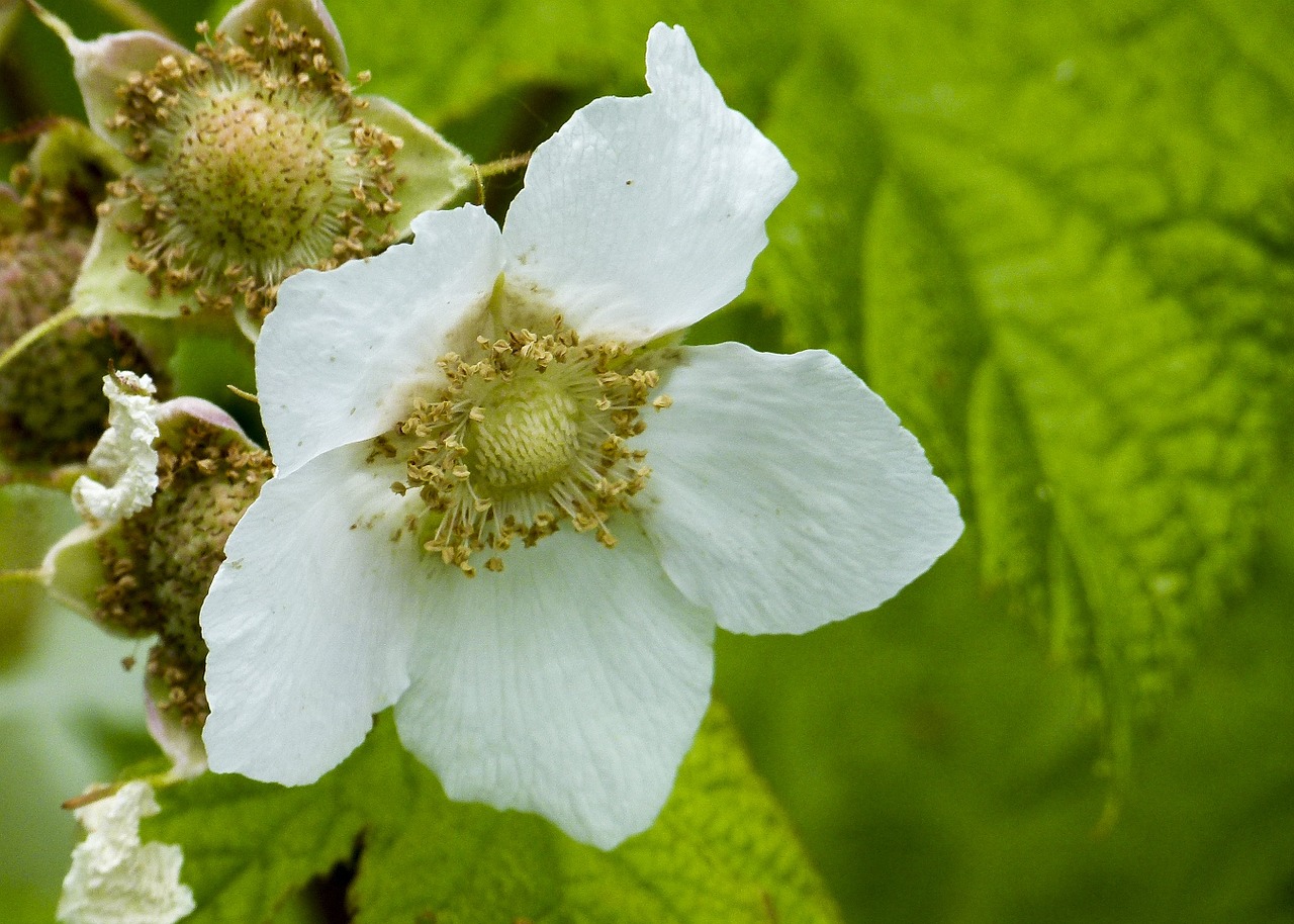 thimble berry blossom forest free photo