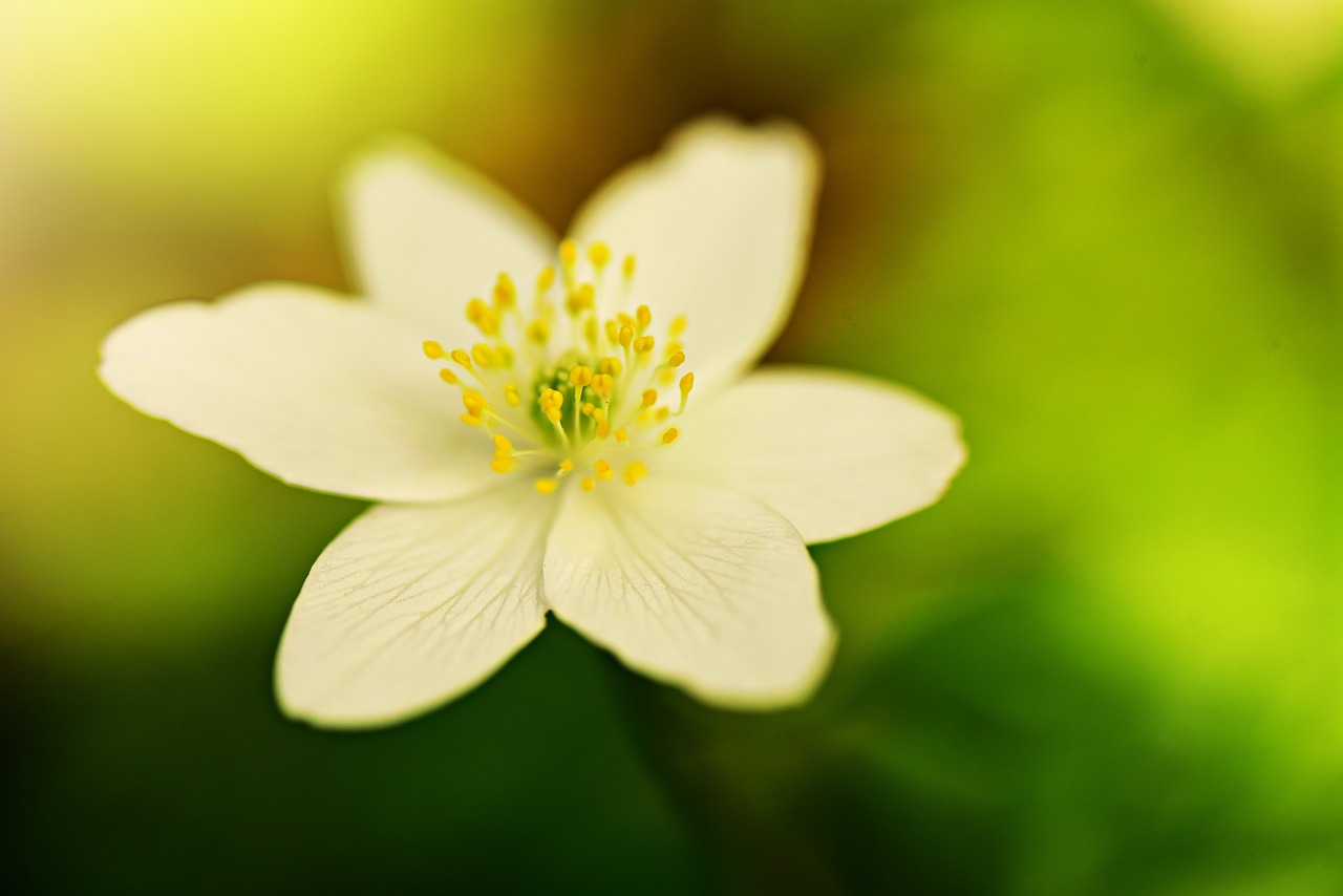 thimble weed  wood anemone  anemone nemorosa free photo