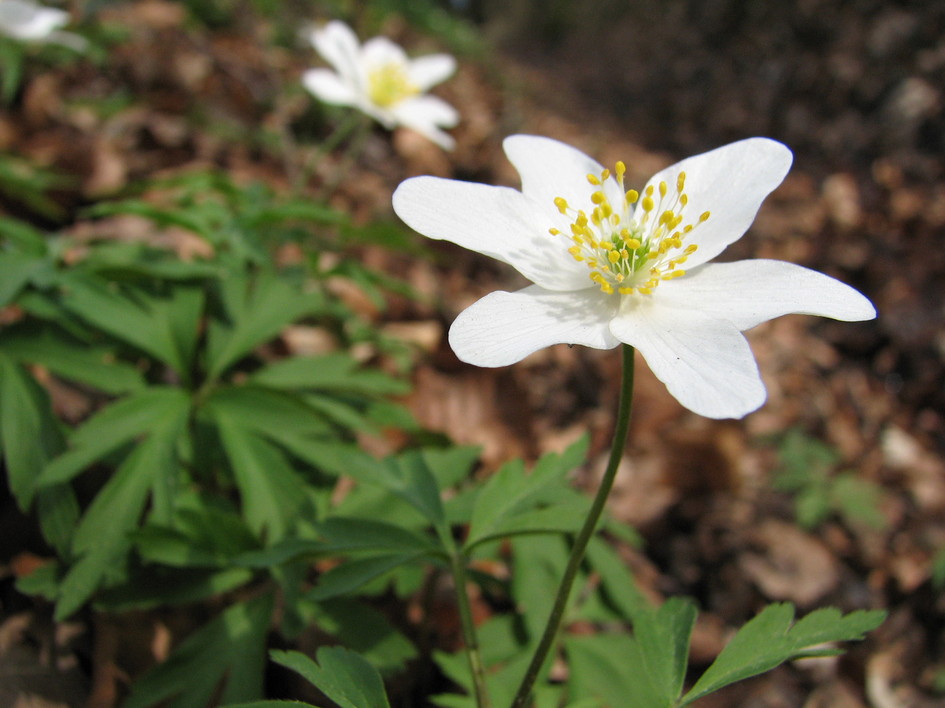 flower wood anemone thimbleweed free photo