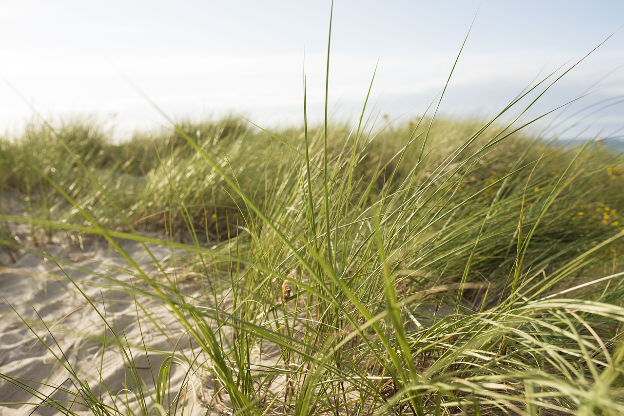 thin baltic sea grass free photo