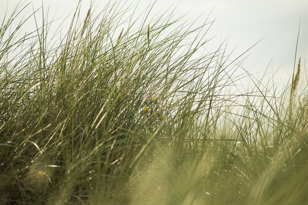 thin grass baltic sea free photo