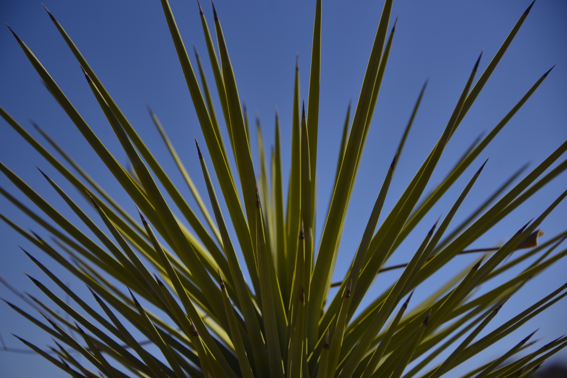yucca adam's needle thin leaves free photo
