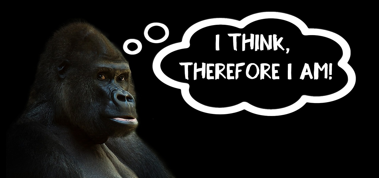 think thinking gorilla free photo