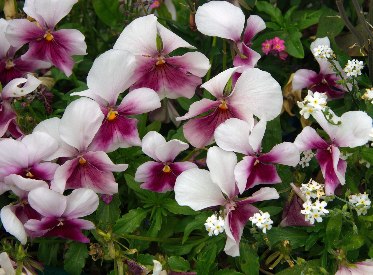 thinking viola tricolor viola free photo