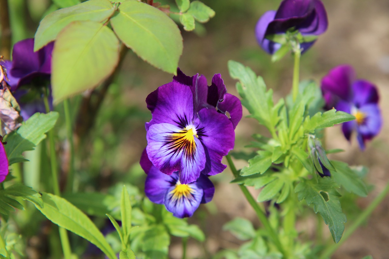 thinking  thoughts purple  purple flower free photo