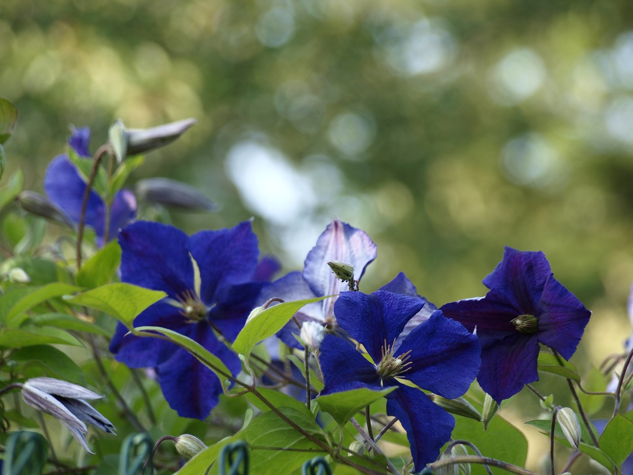 thinking  flowers  garden free photo