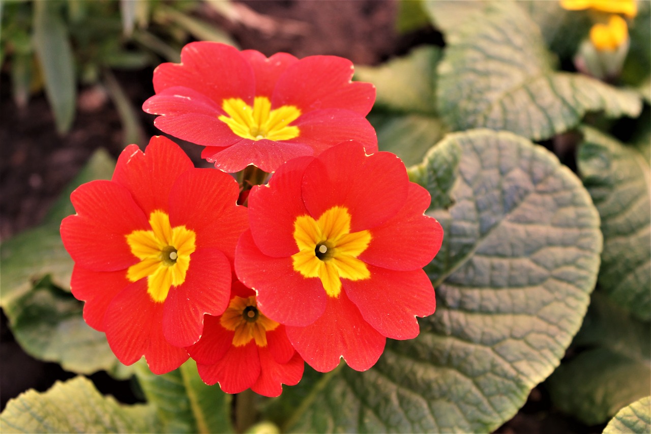 thinking  flower  flower yellow and red free photo