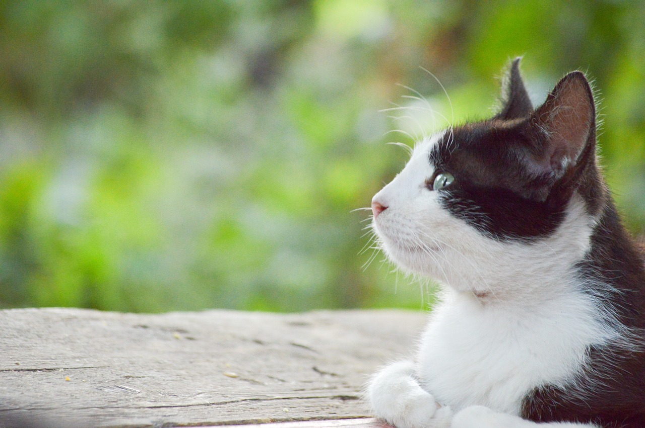 thinking cat black white free photo