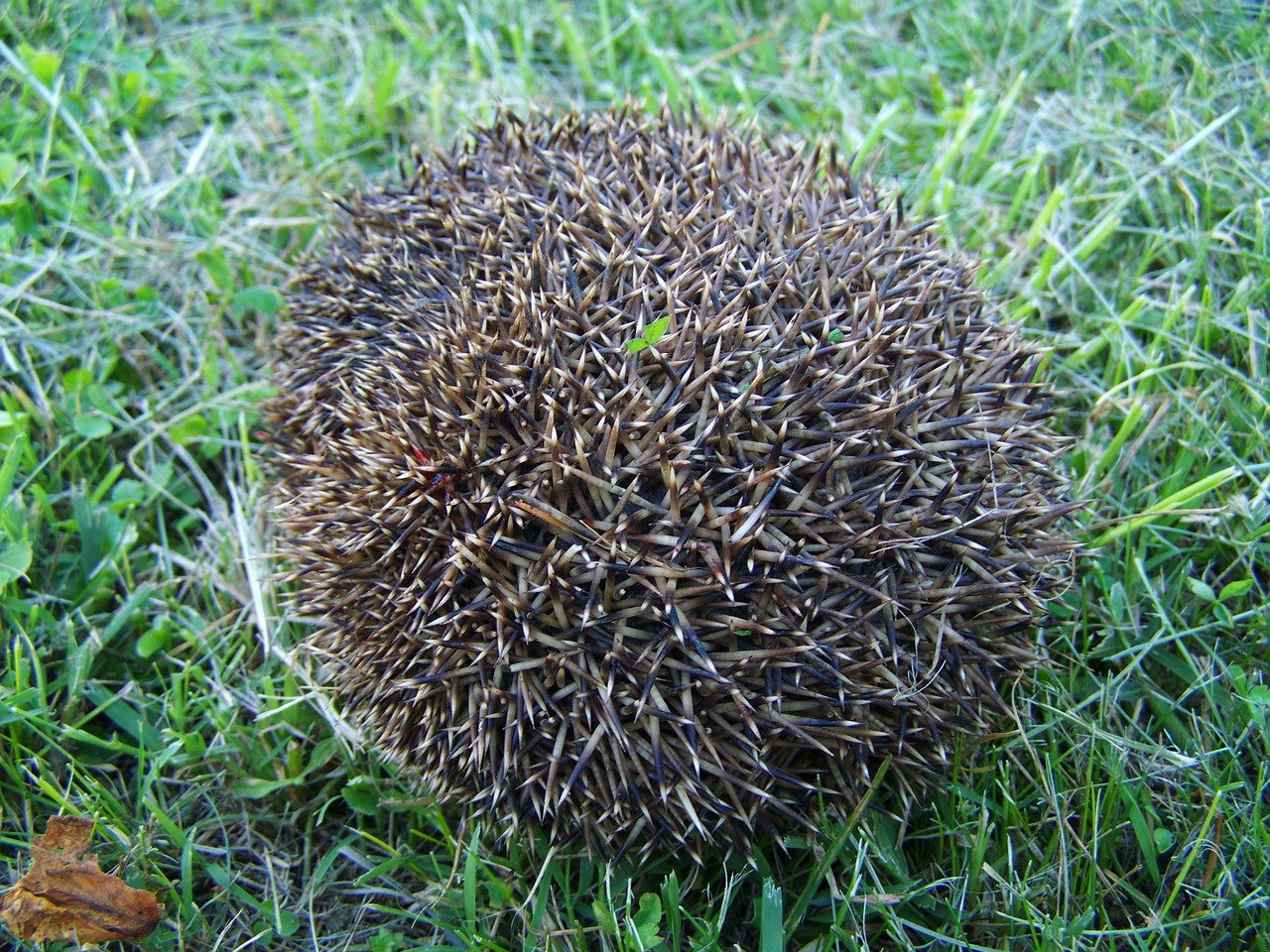 third showing a hedgehog prickly animal nature free photo