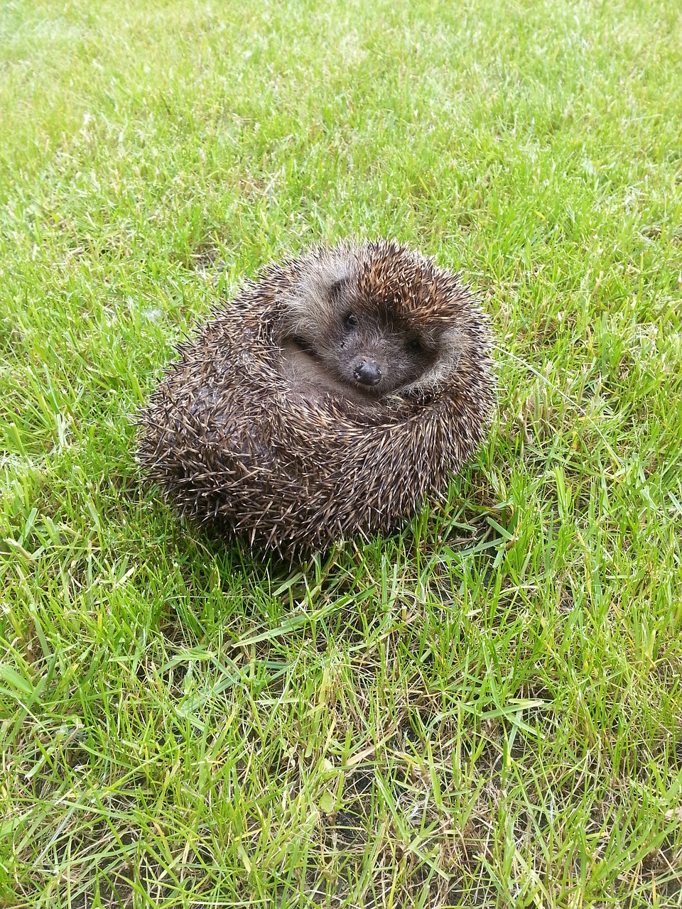 third showing a hedgehog cute prickly animal free photo