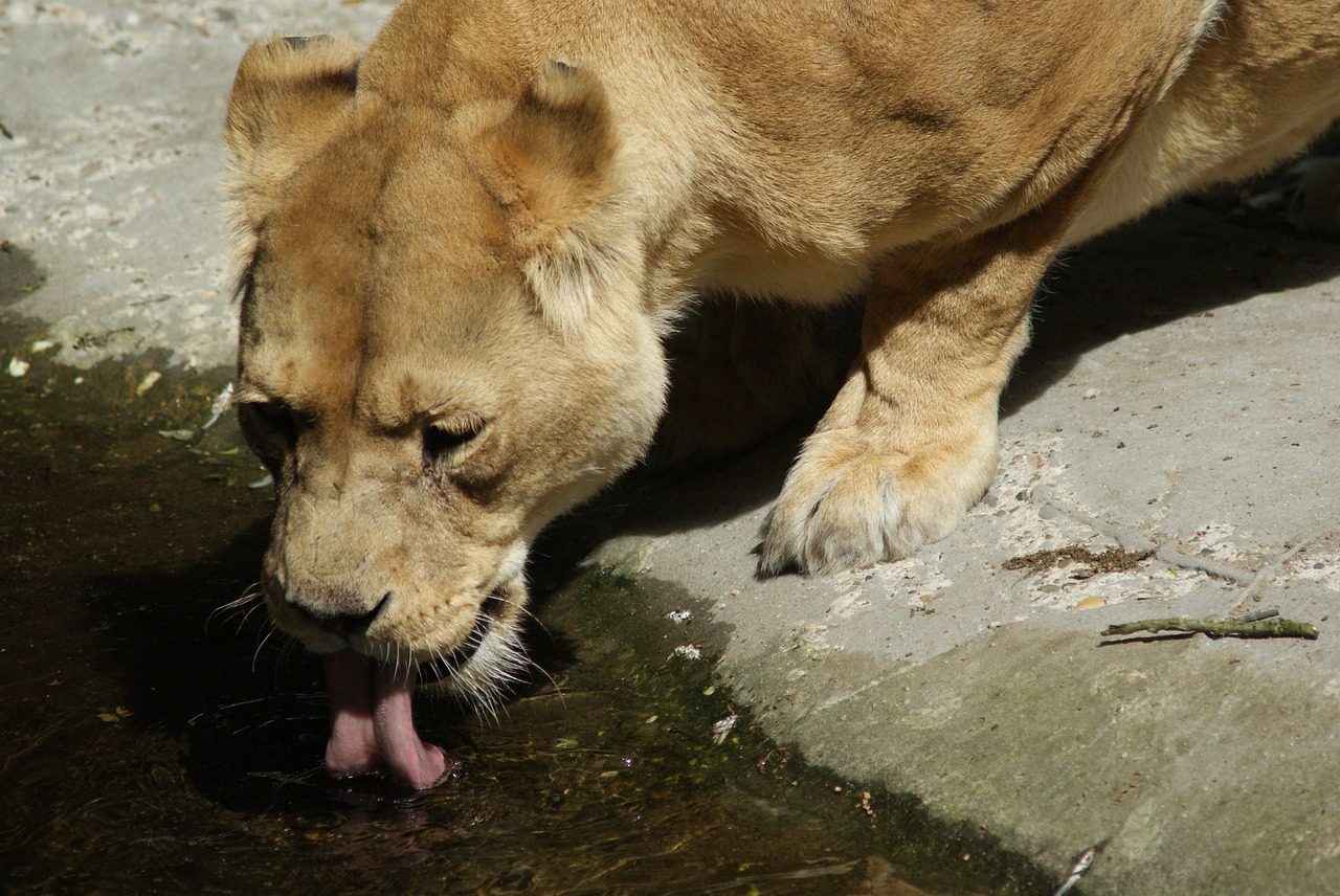 thirst lioness zoo free photo