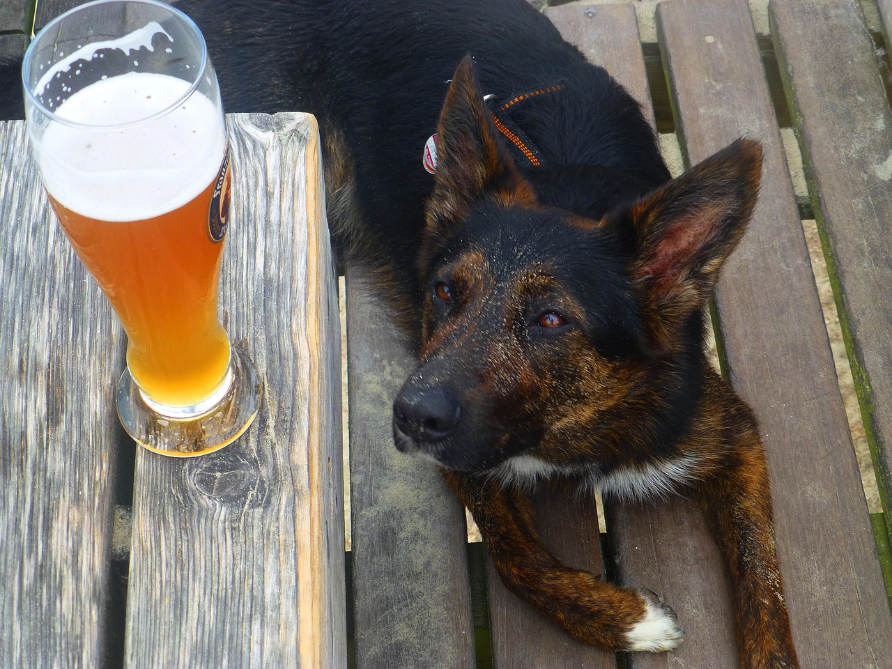thirst beer dog free photo