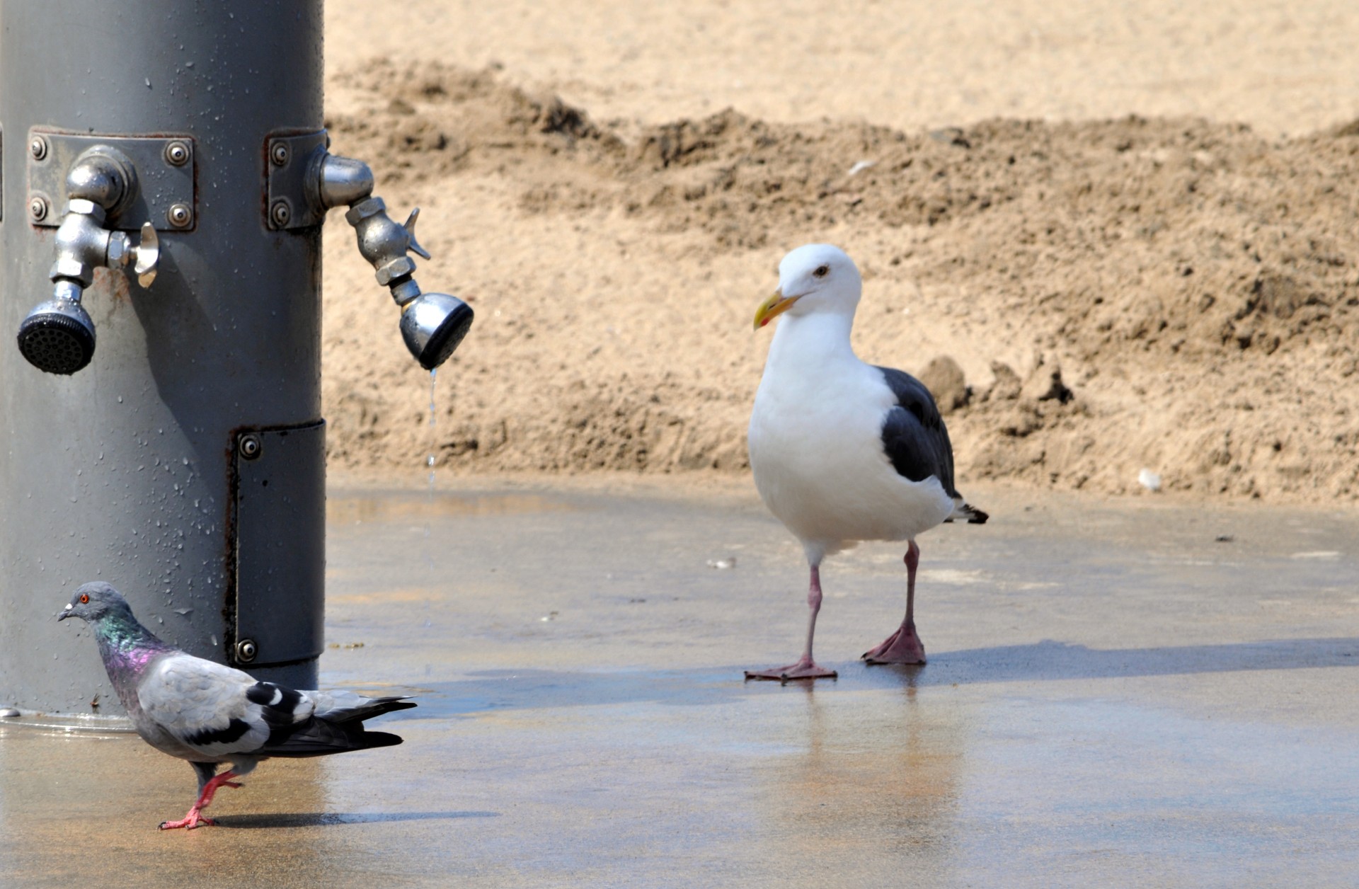 bird birds seagull free photo