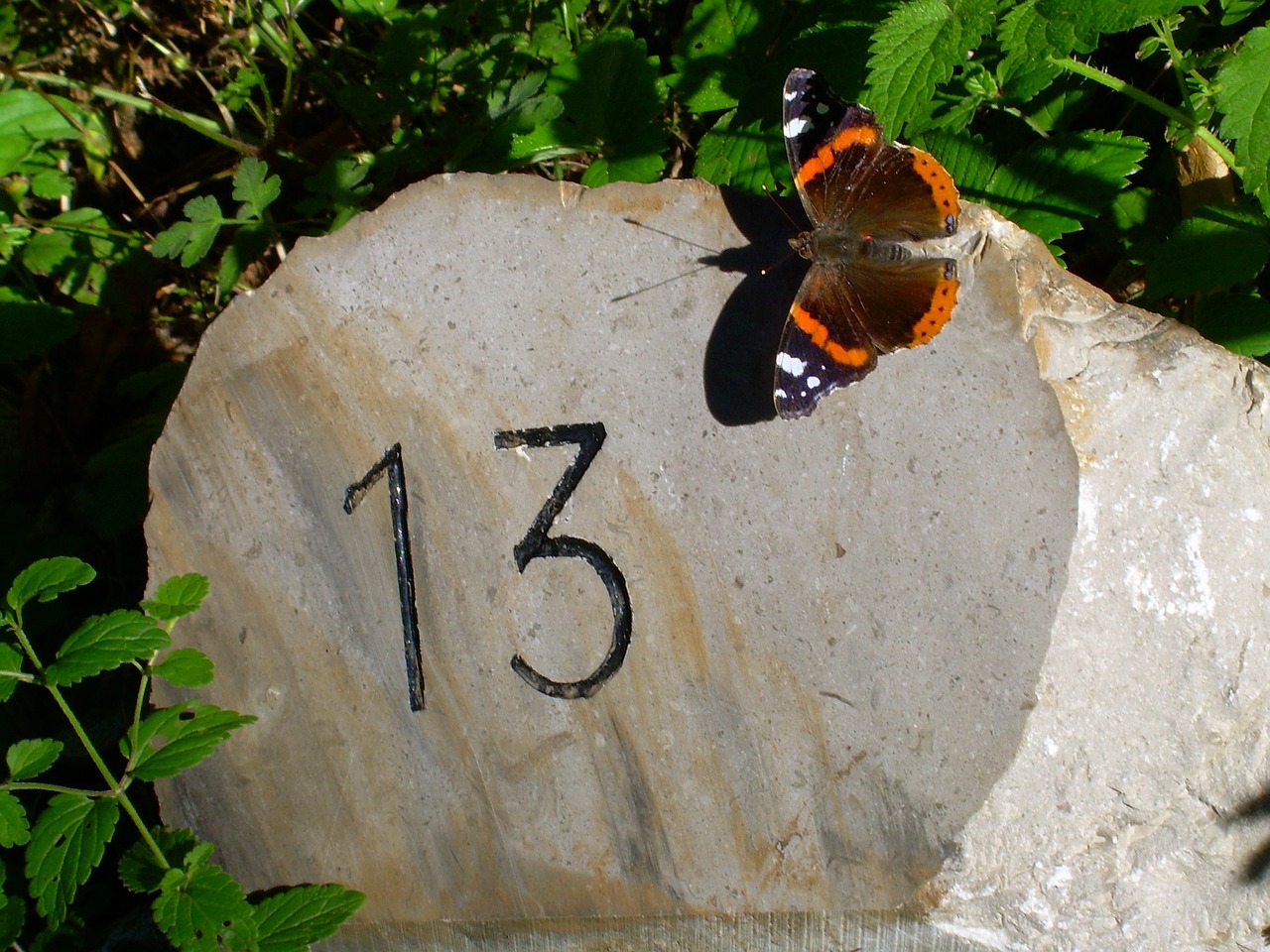 thirteen butterfly milestone free photo