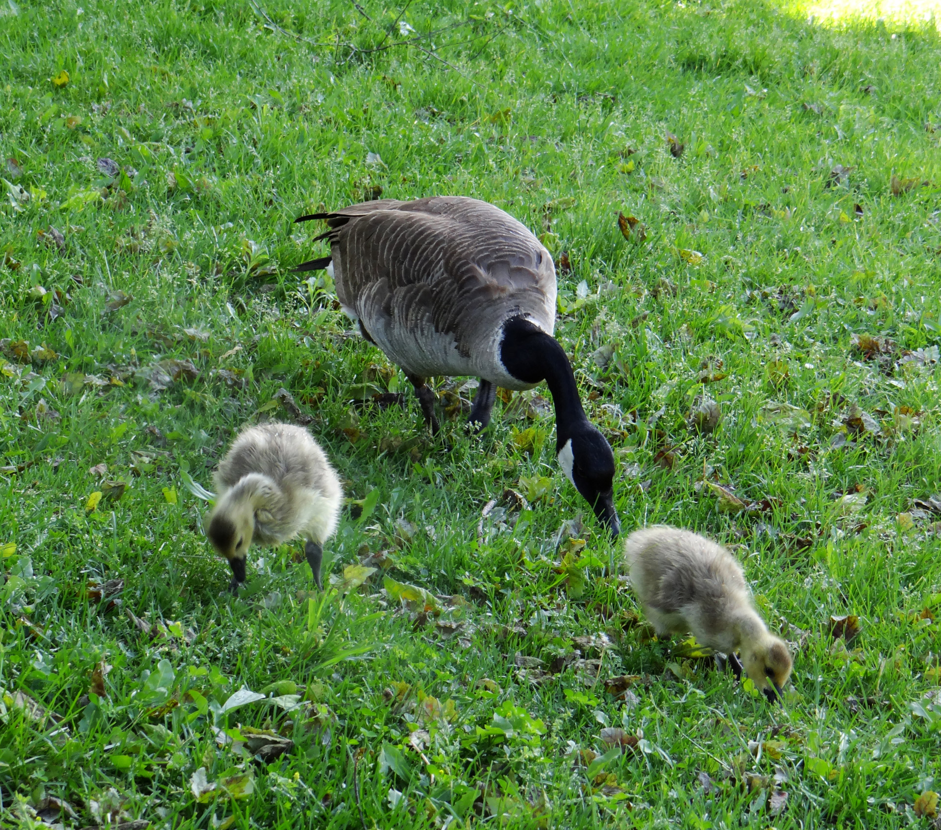 goose goslings food free photo