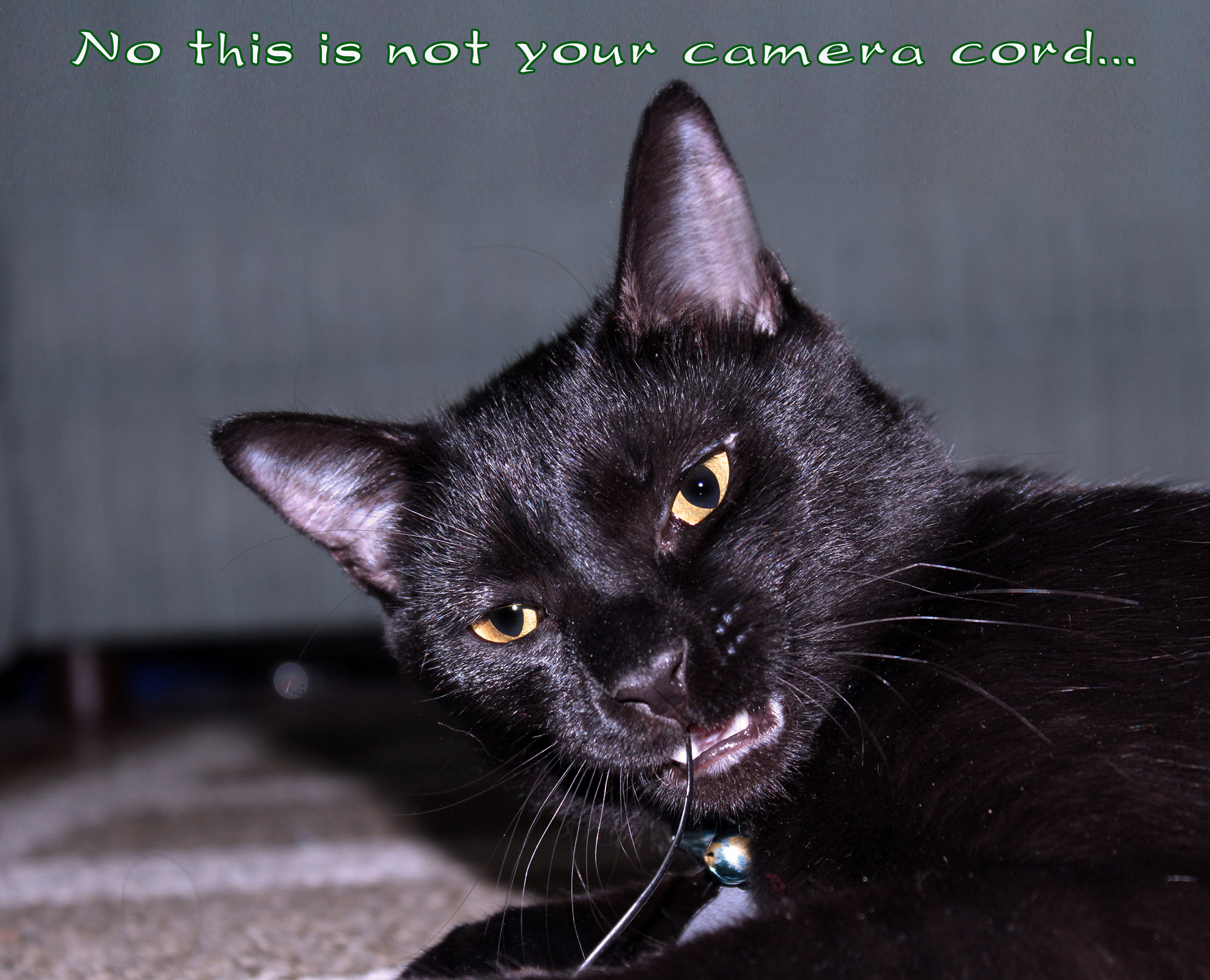 cat black camera free photo