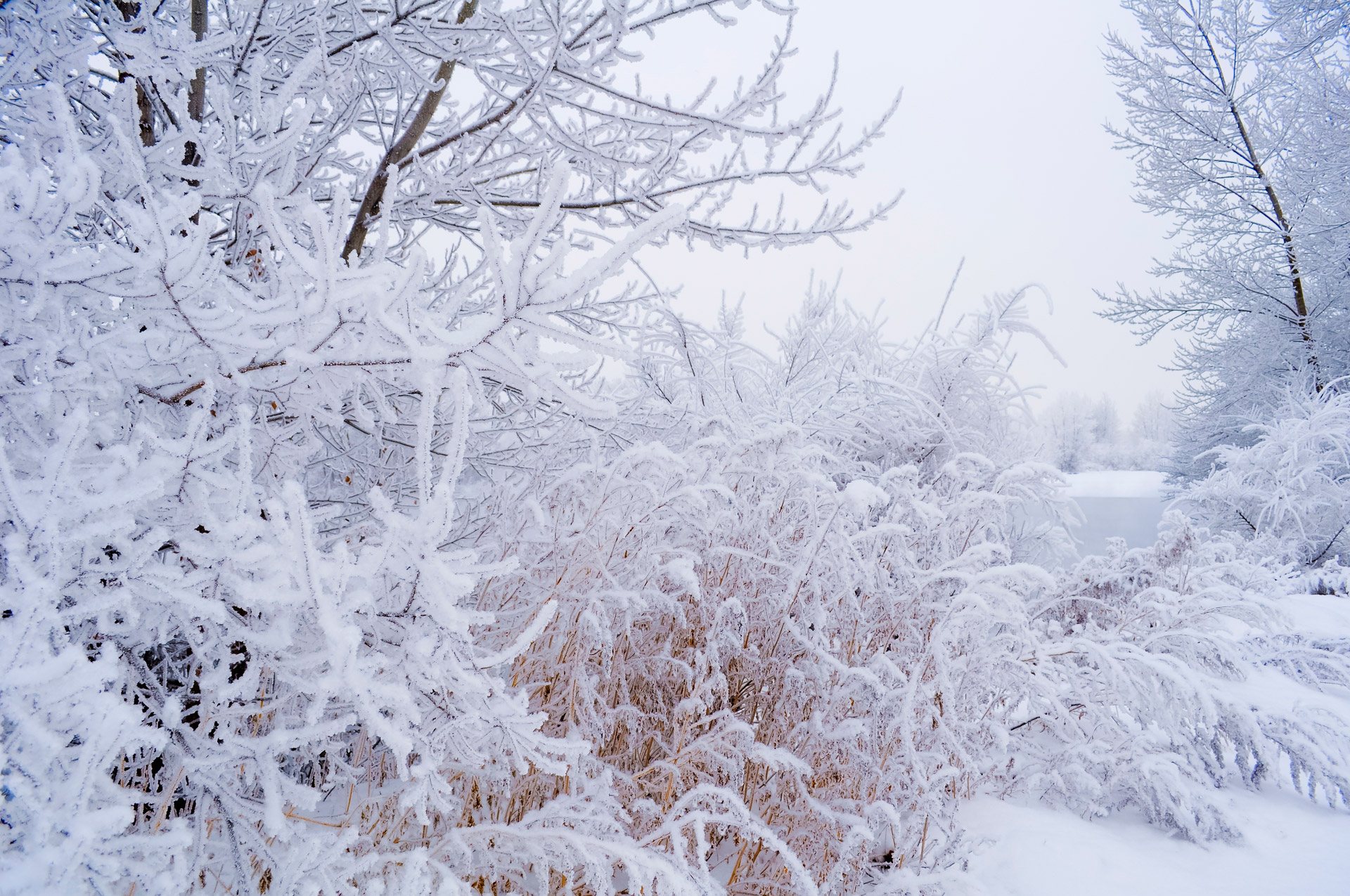 snow winter landscape free photo