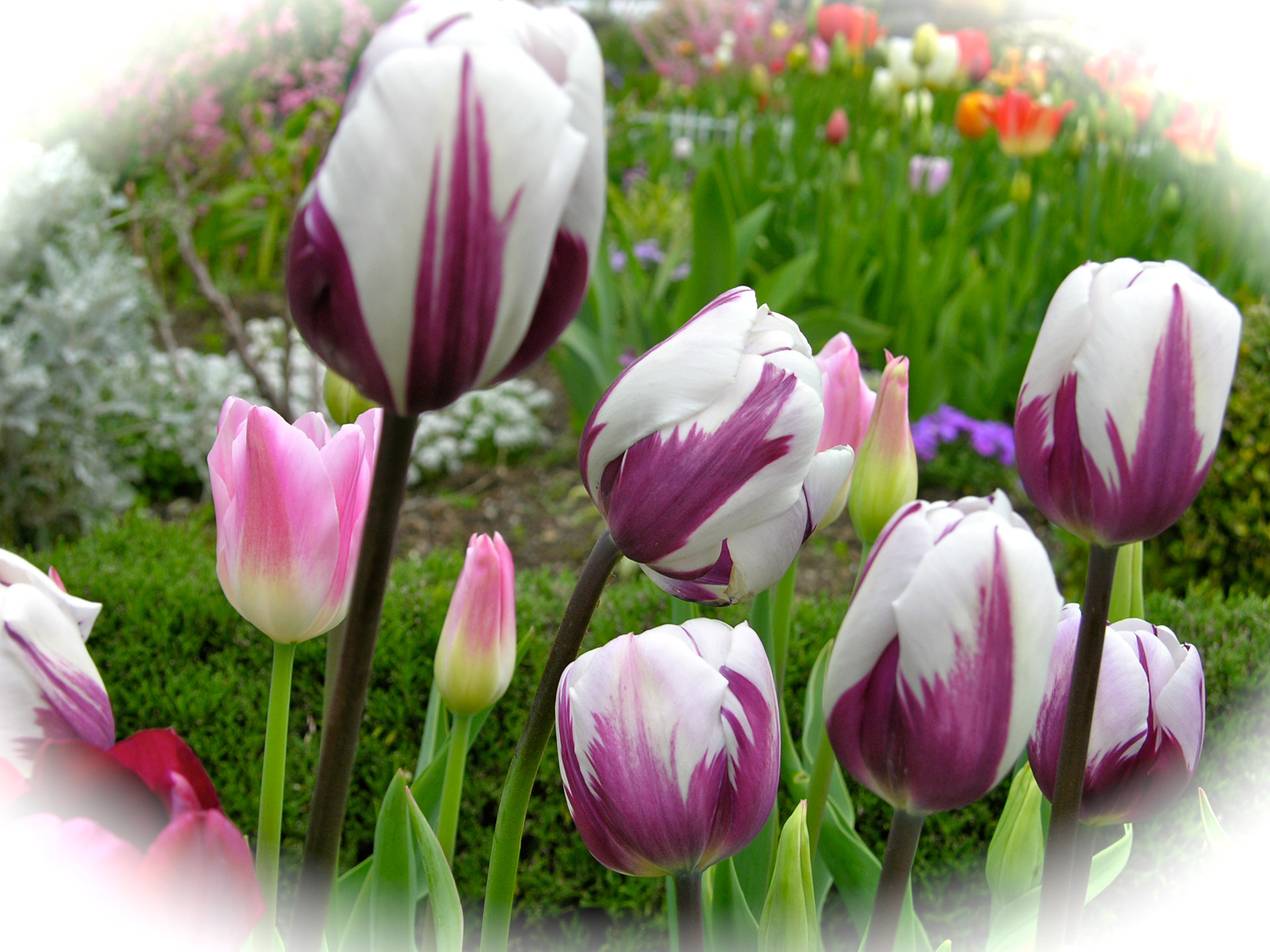 tulip garden cat free photo