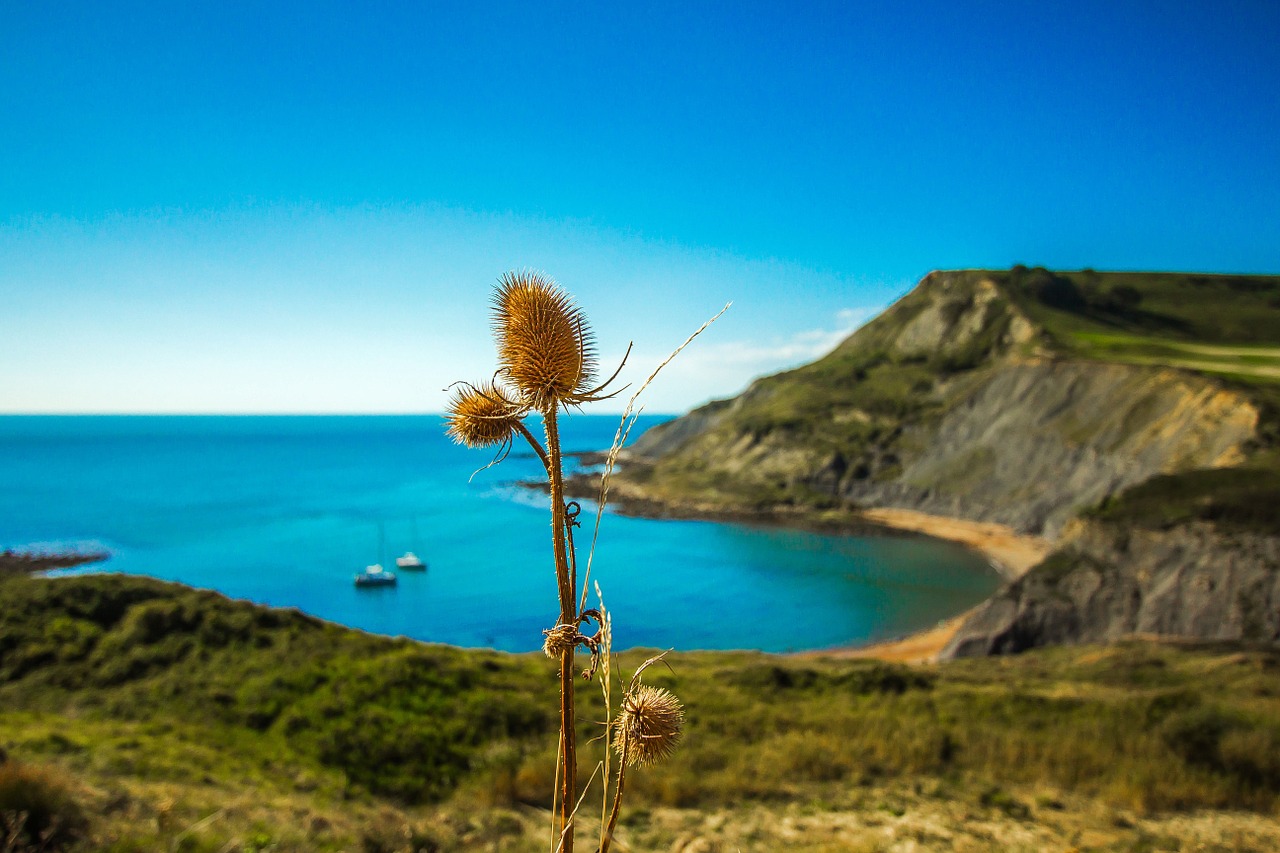 thistle nature ocean free photo