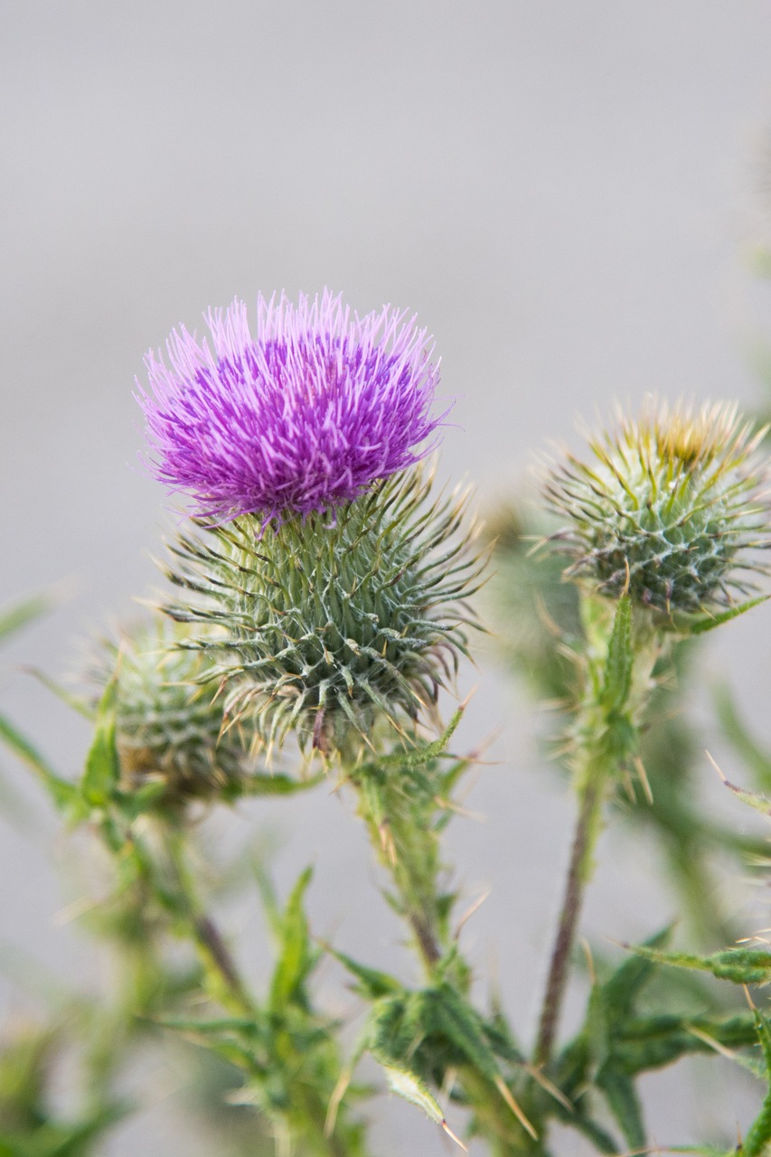 thistle flower purple free photo