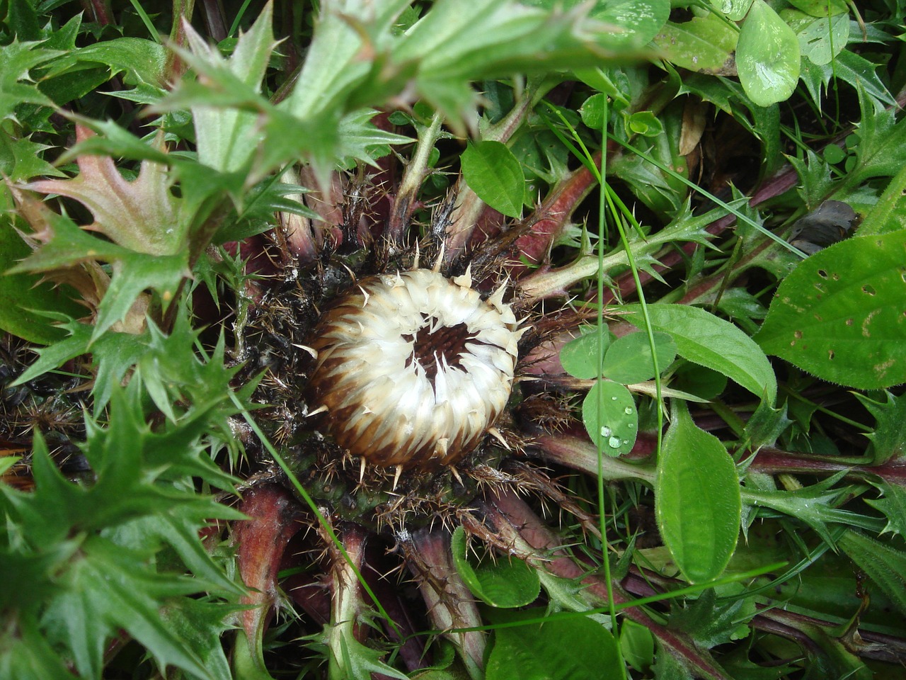 thistle plant nature free photo