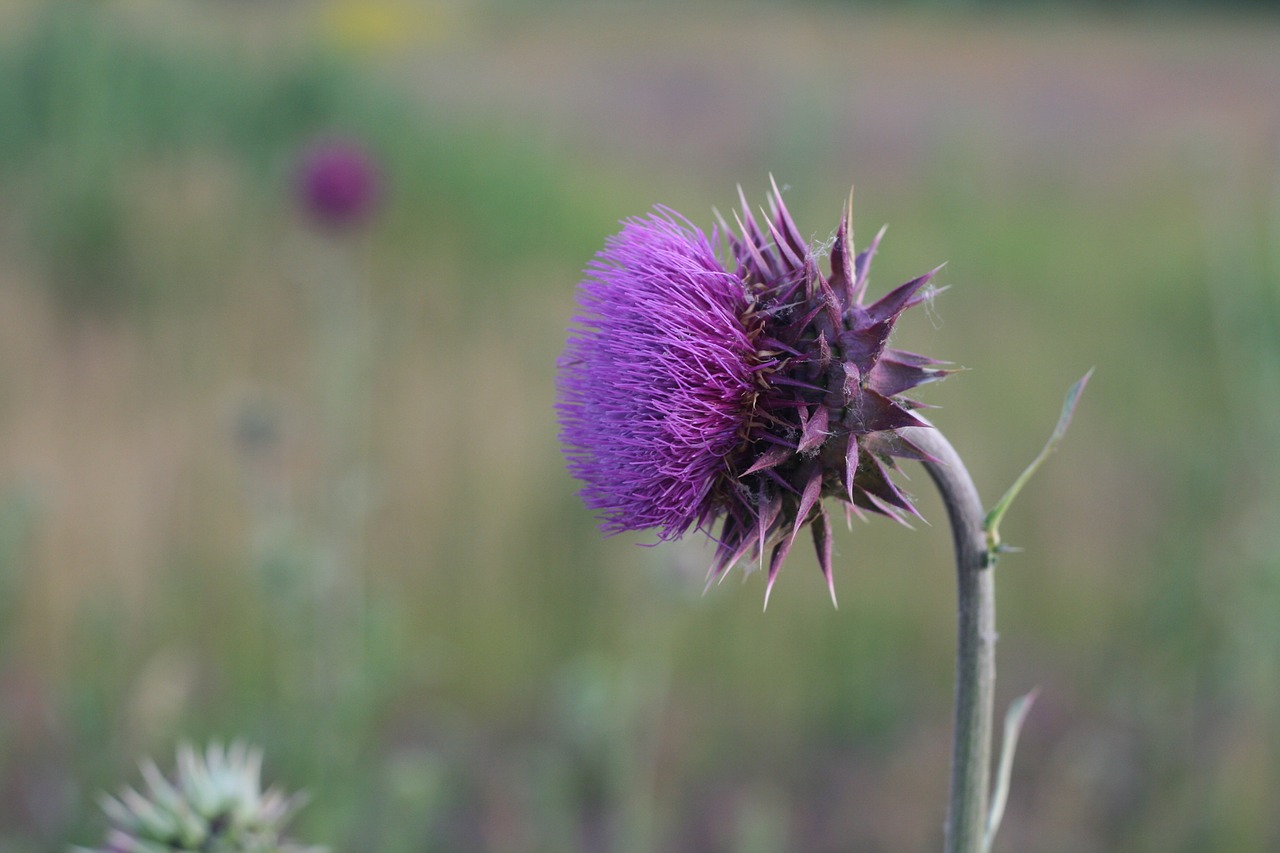 thistle plant stalk free photo