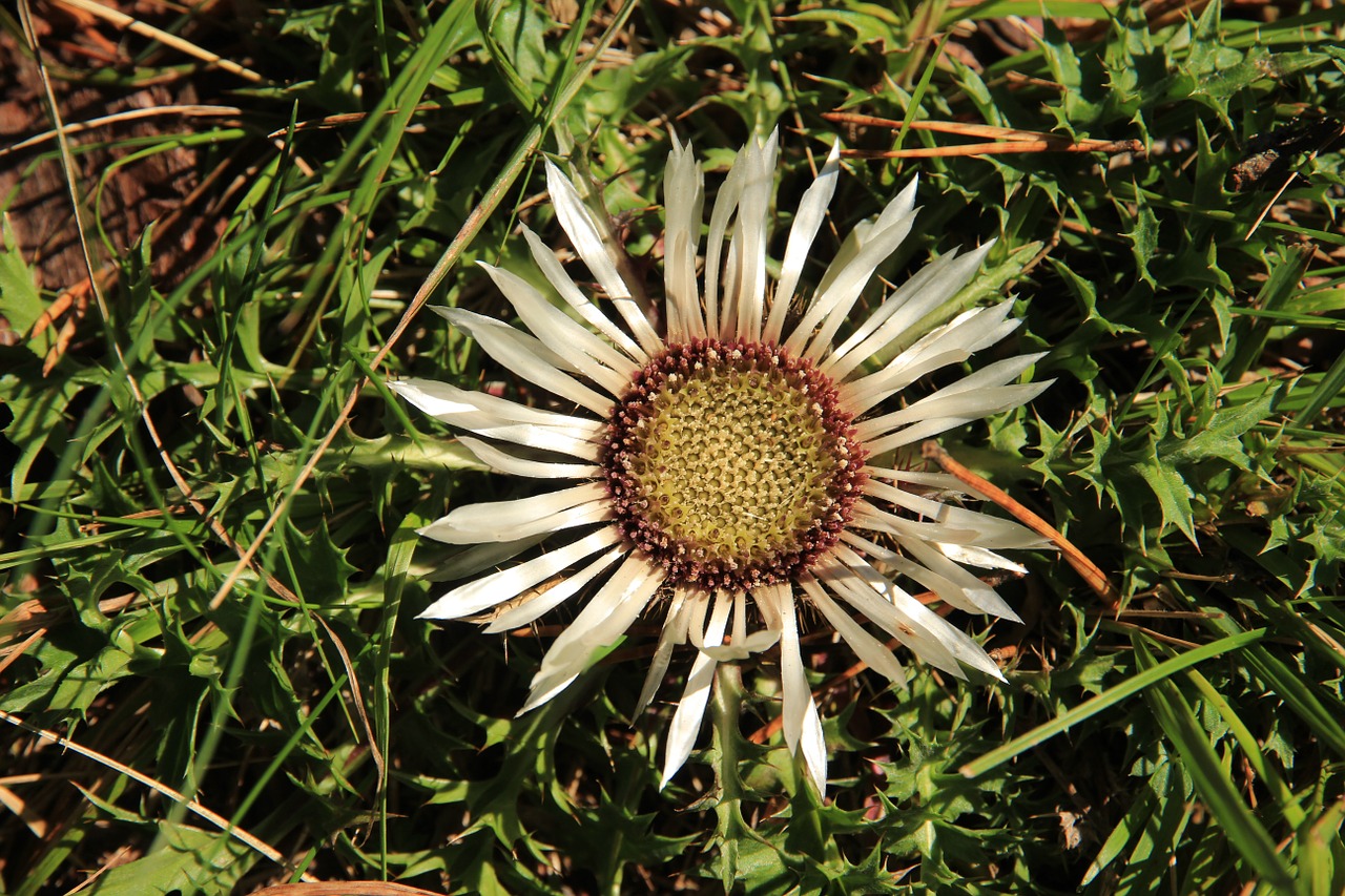 thistle blossom bloom free photo