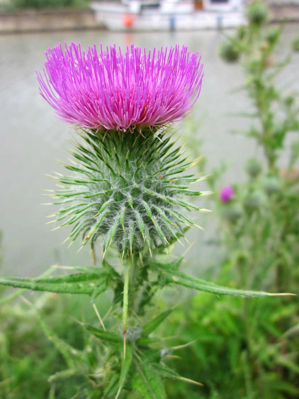 thistle flower pink free photo