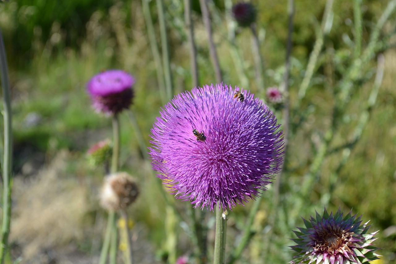 thistle insect flower free photo