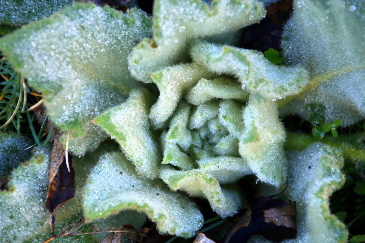 thistle frozen winter free photo