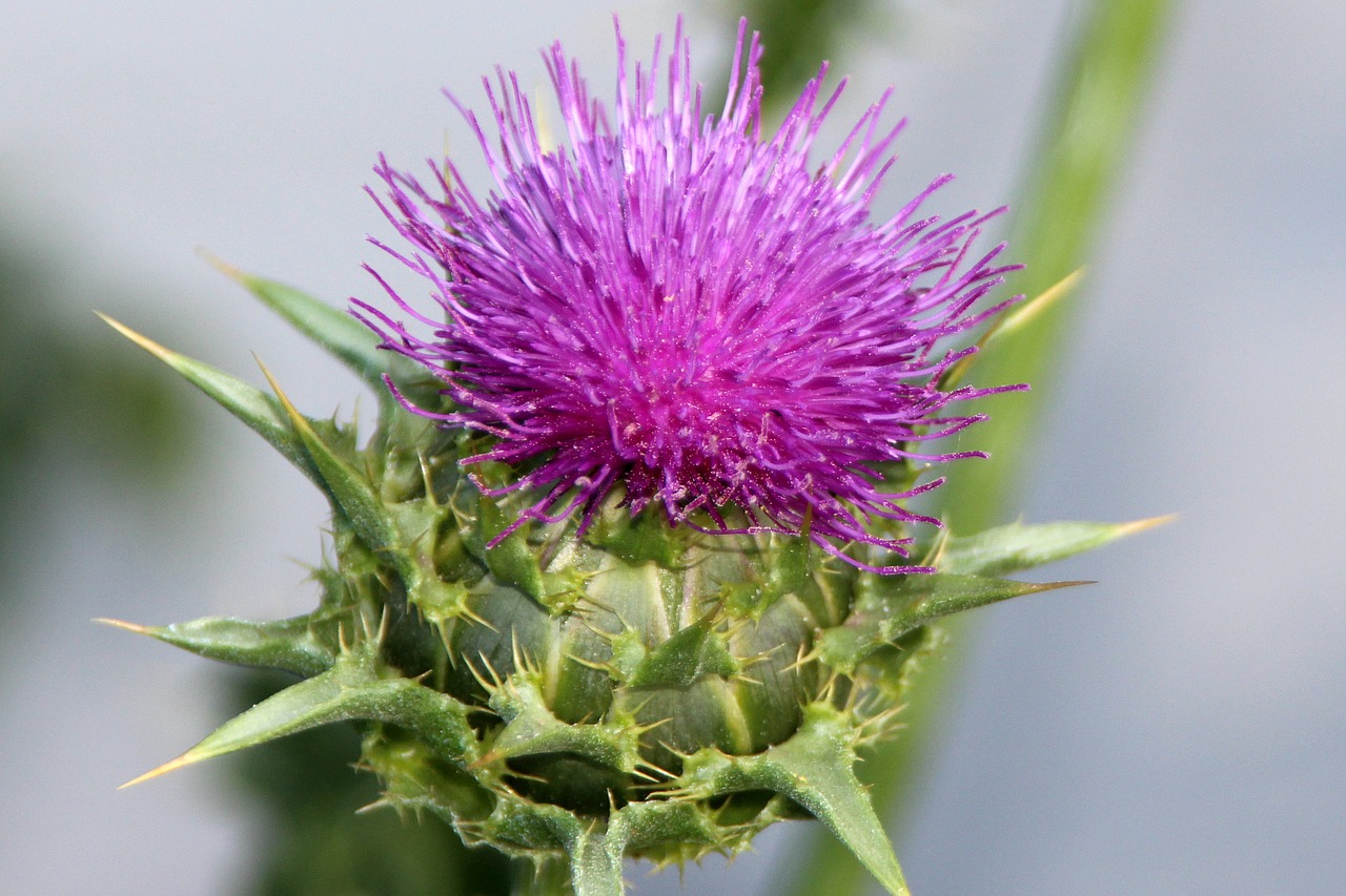 thistle pointed flower wild plant free photo