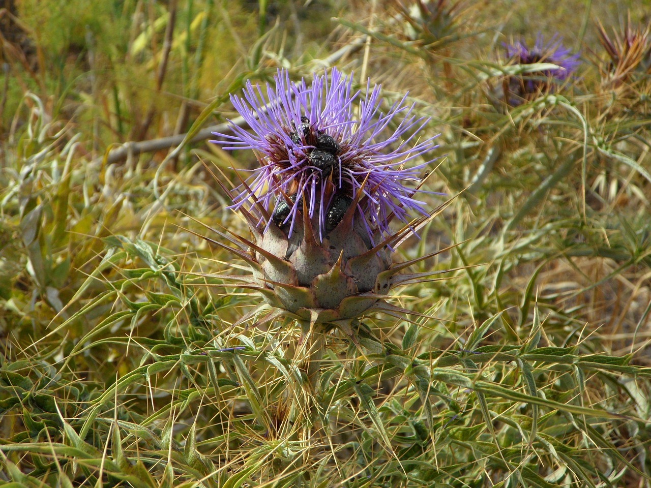 thistle wild plants wild flower free photo