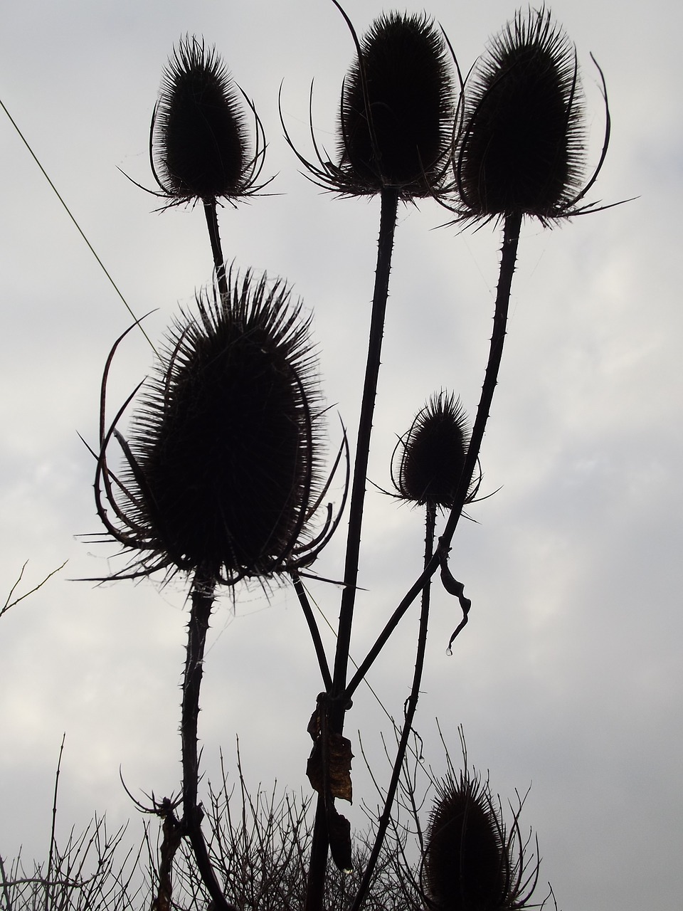 thistle nature plant free photo