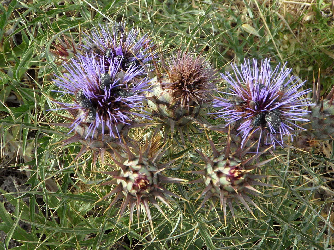 thistle wild plants wild flower free photo