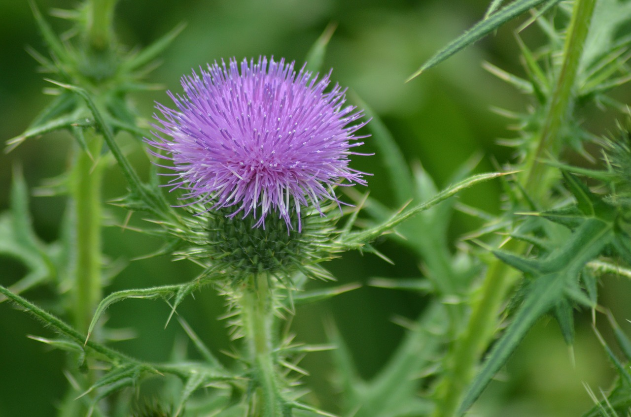 thistle flowers summer free photo